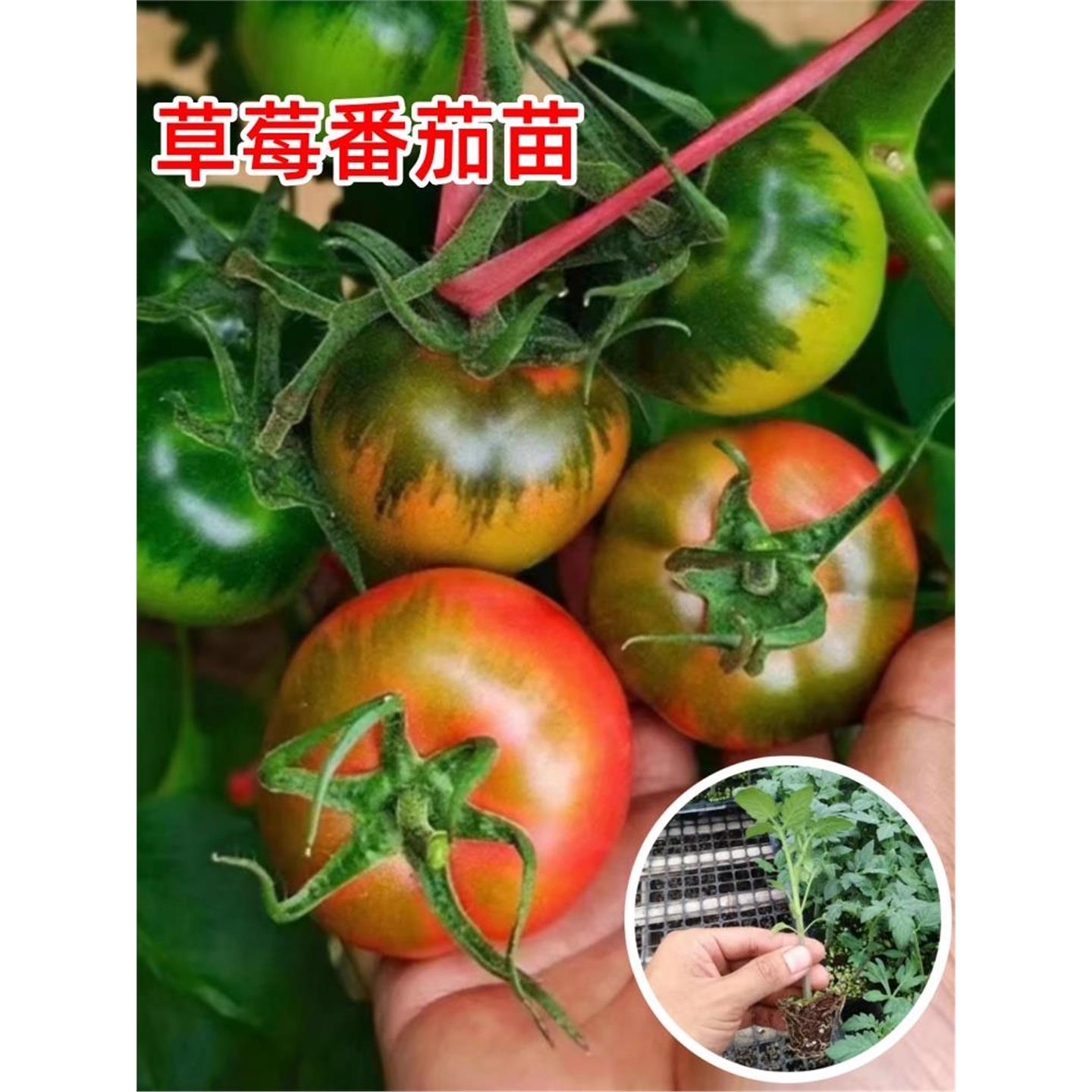 草莓番茄苗秧铁皮西红柿子