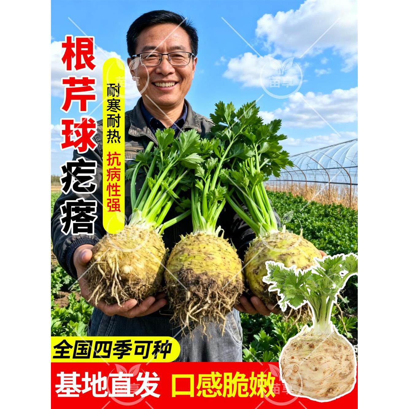 根芹苗种球茎食用耐寒四季