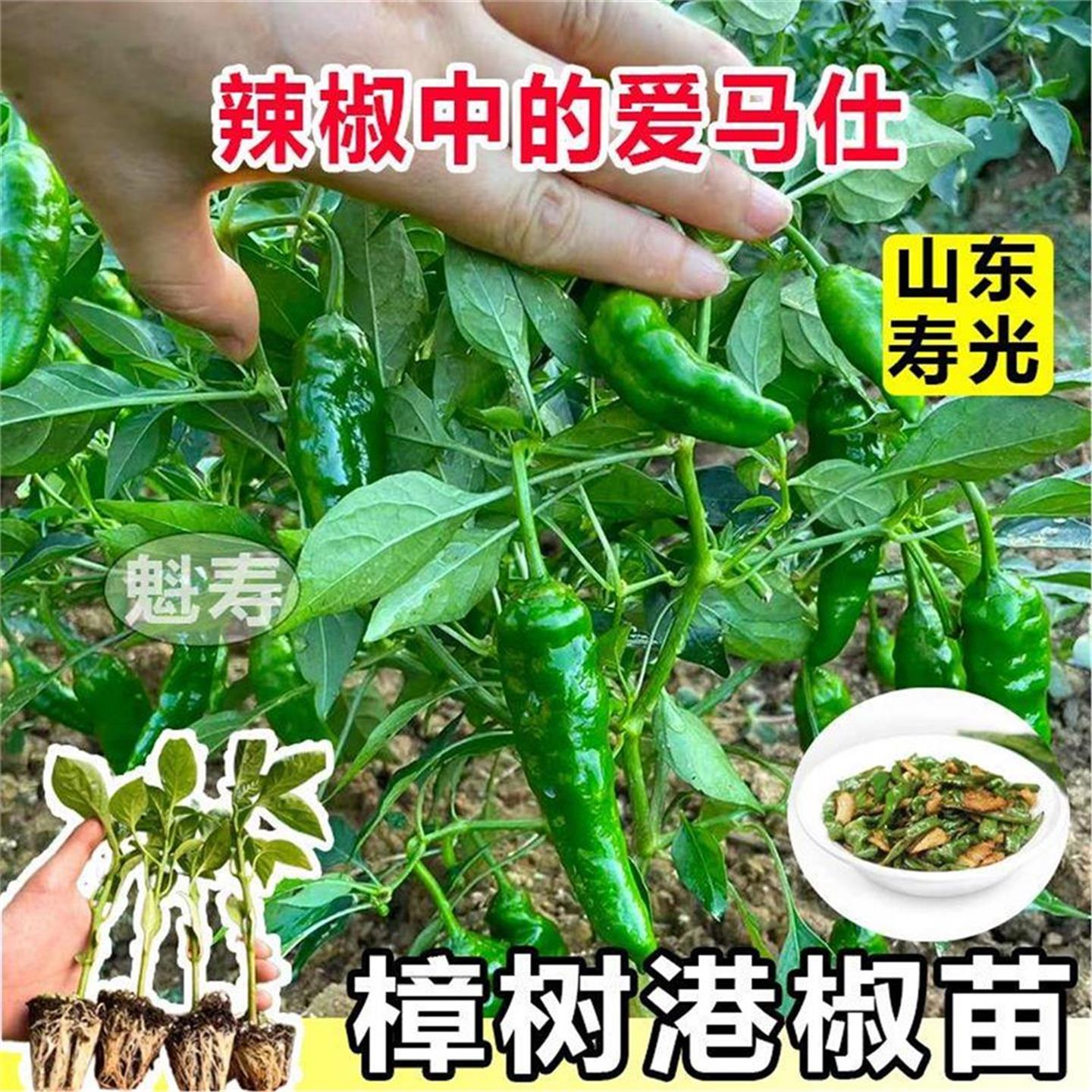 香辣樟树港椒秧苗正宗杭线