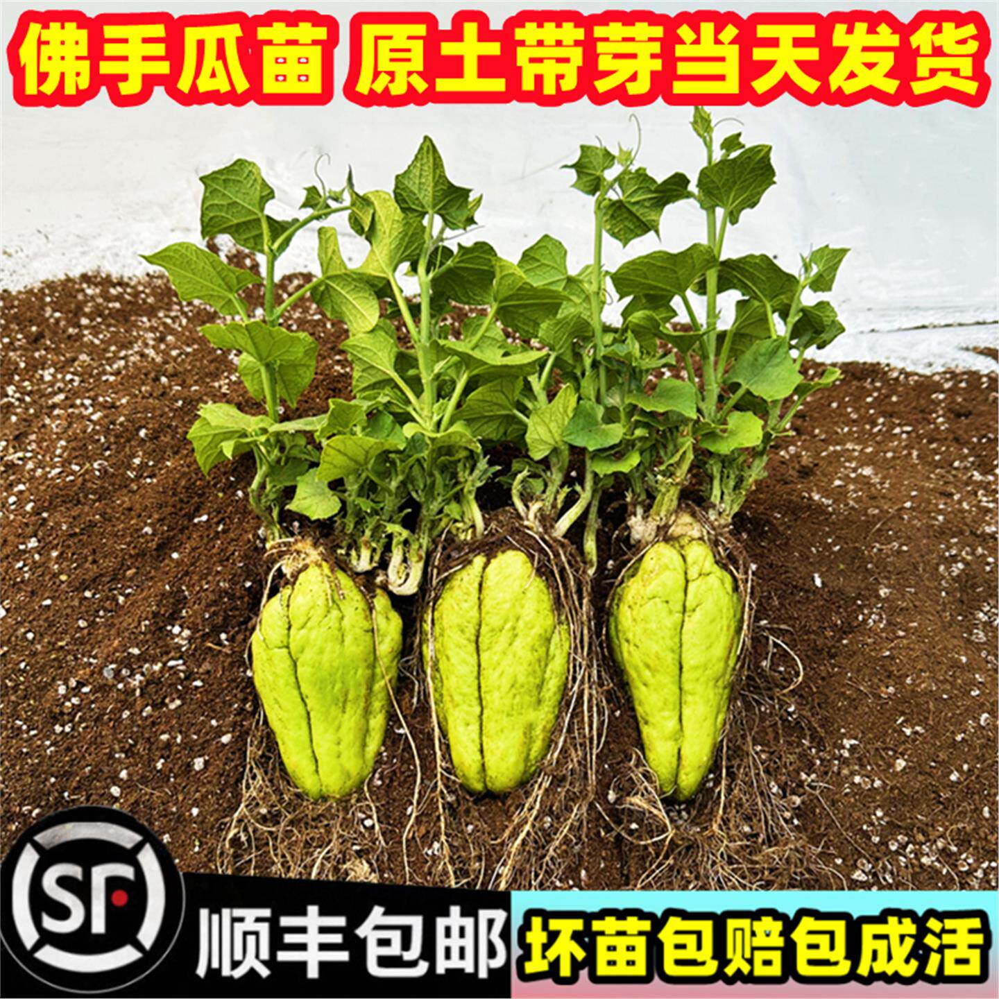 佛手瓜种苗子籽带芽新鲜福
