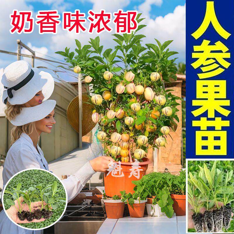 奶香人参果秧苗带土球汁炸
