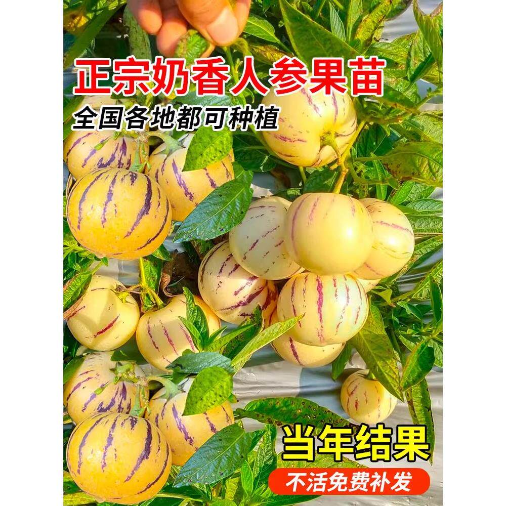 人参果苗黄果云南黄心香瓜茄秧苗穴盘盆栽苗四季阳台盆栽长寿果