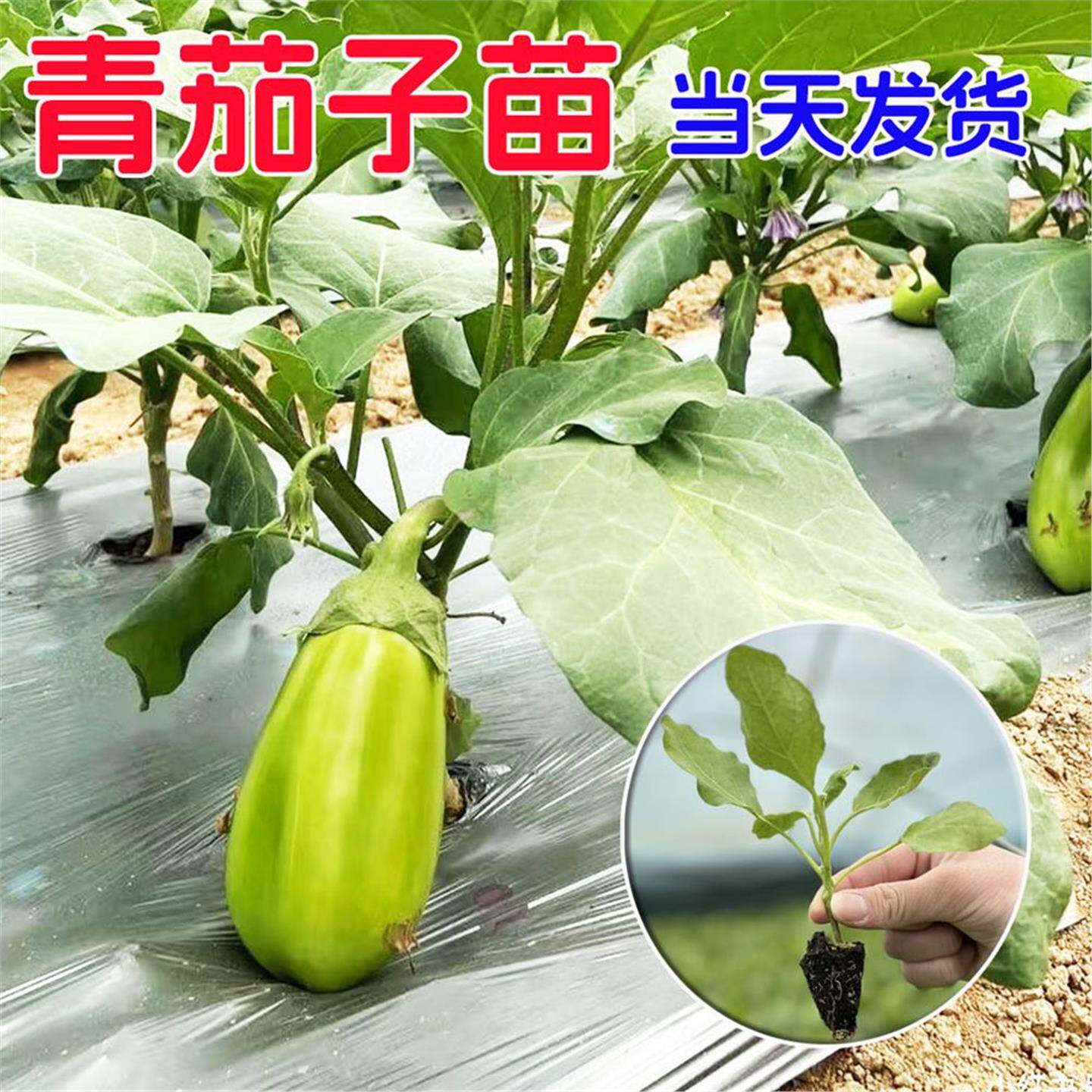 青茄子苗秧绿圆灯泡种籽四