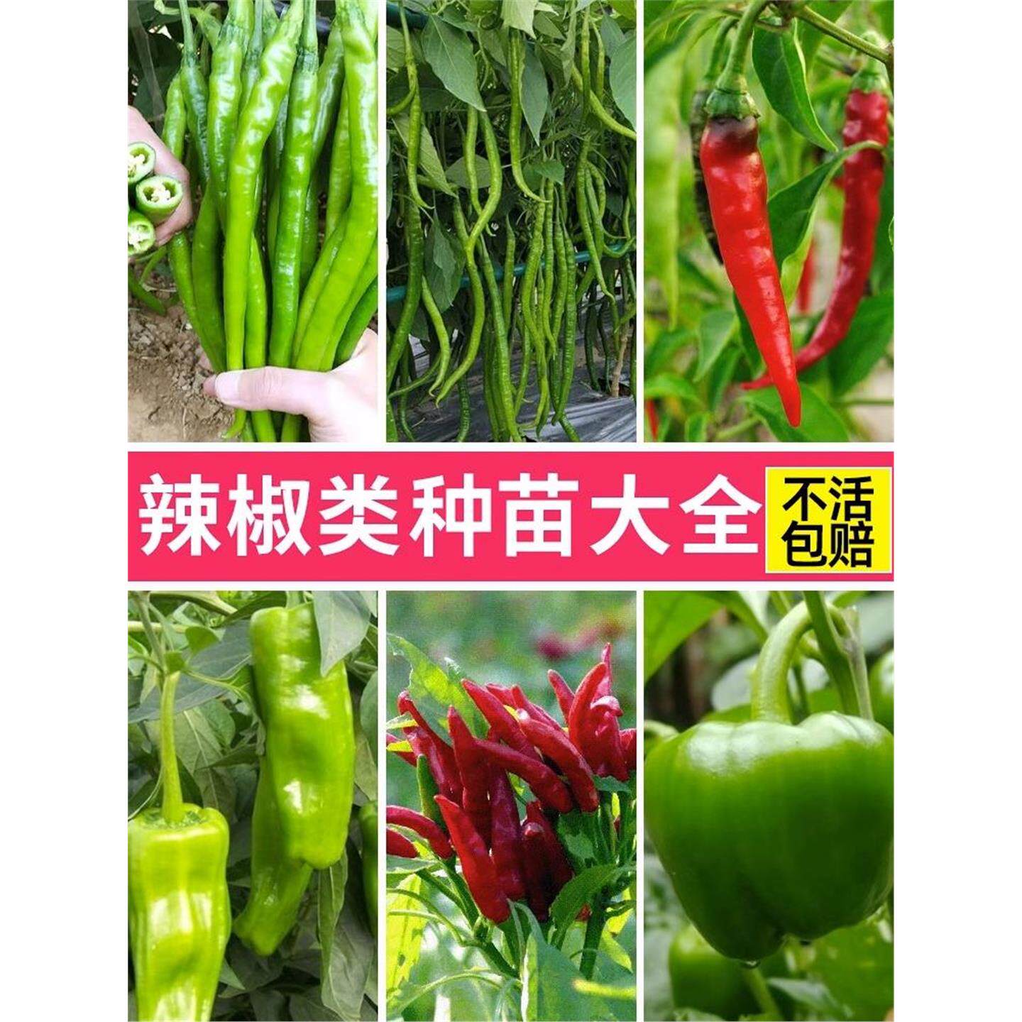 蔬菜苗秧苗大全水果黄瓜茄子苗番茄种子盆栽辣椒苗北方南方种