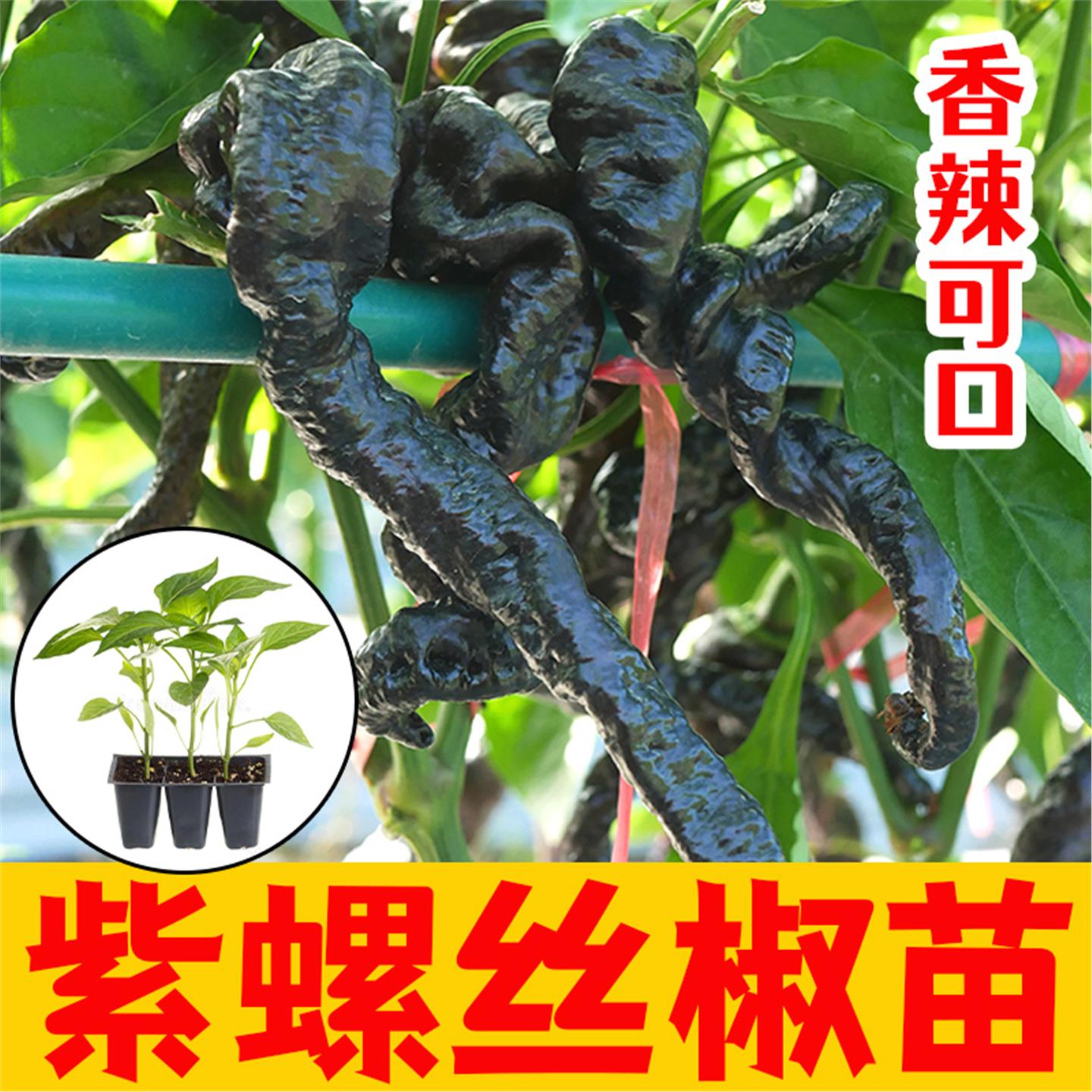 紫螺丝椒辣苗子种阳台四季