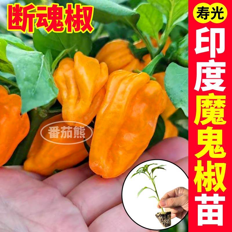 印度断魂椒特巨辣魔鬼苗秧