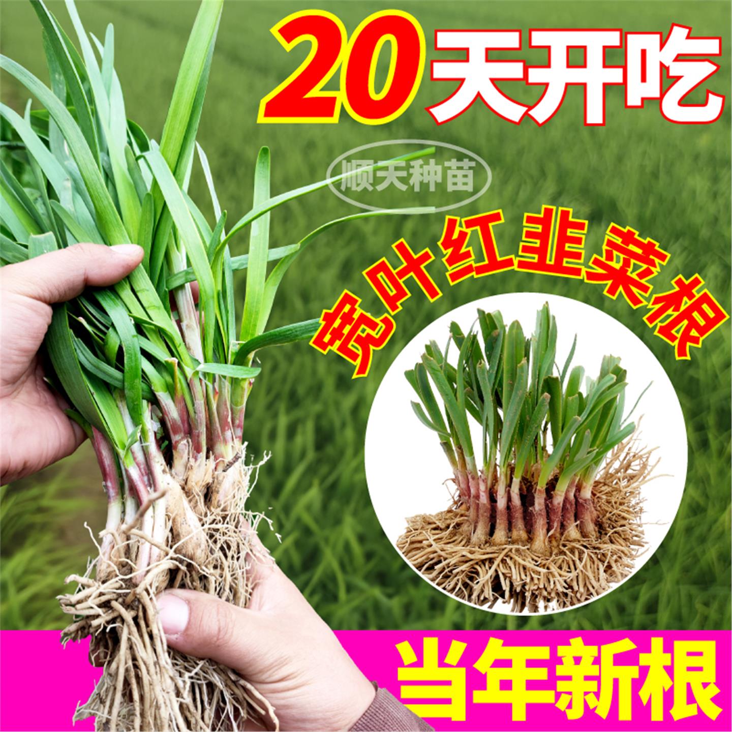 新韭菜根宽叶红苗现挖头茬