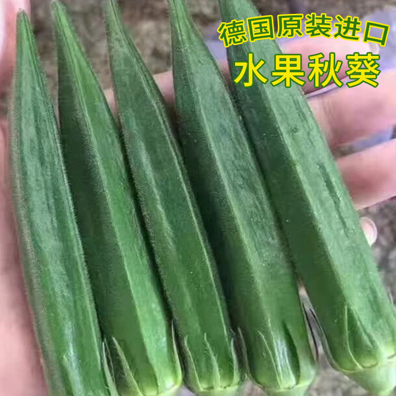 黄秋葵种子苗高产水果红籽