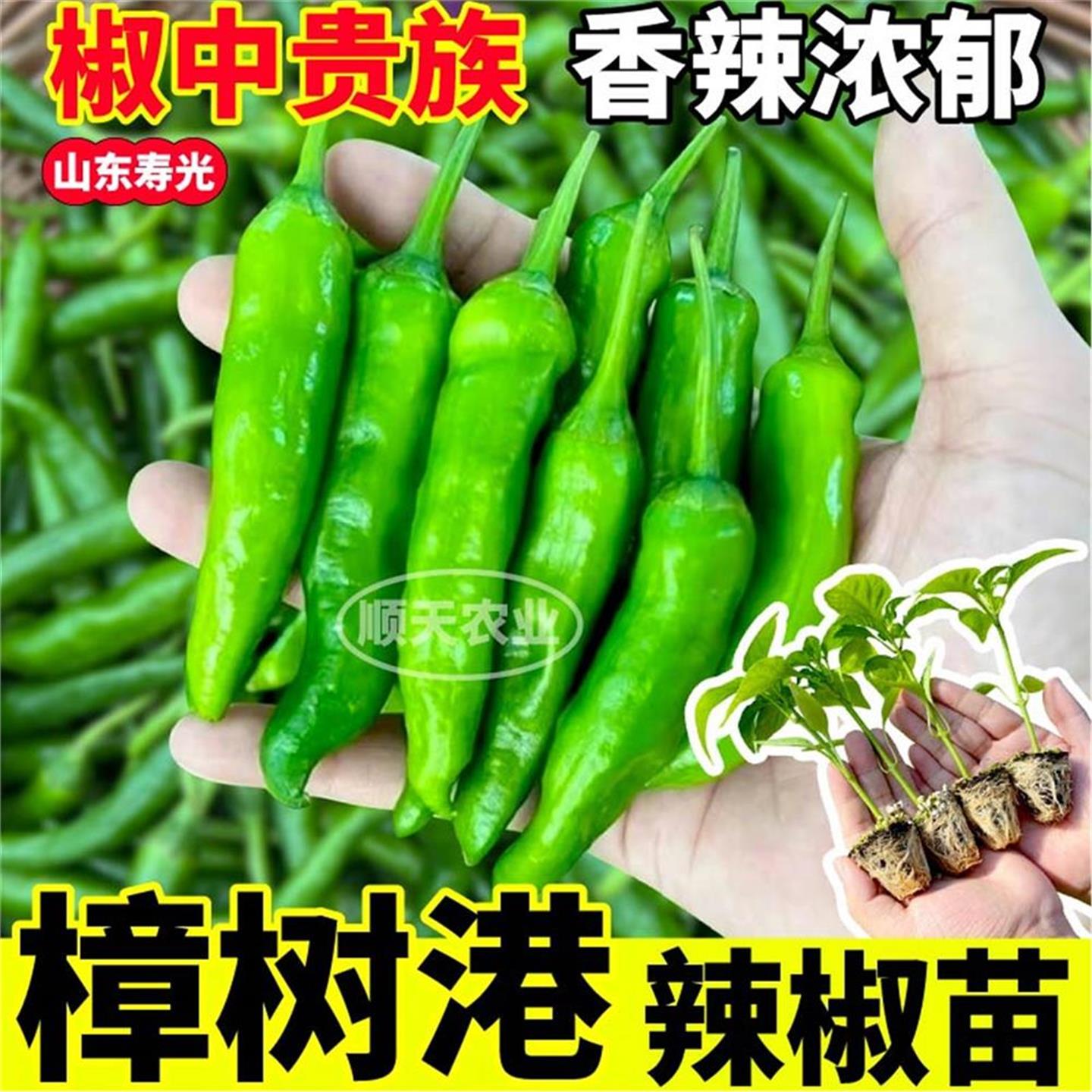 山东寿光正宗樟树港辣椒苗