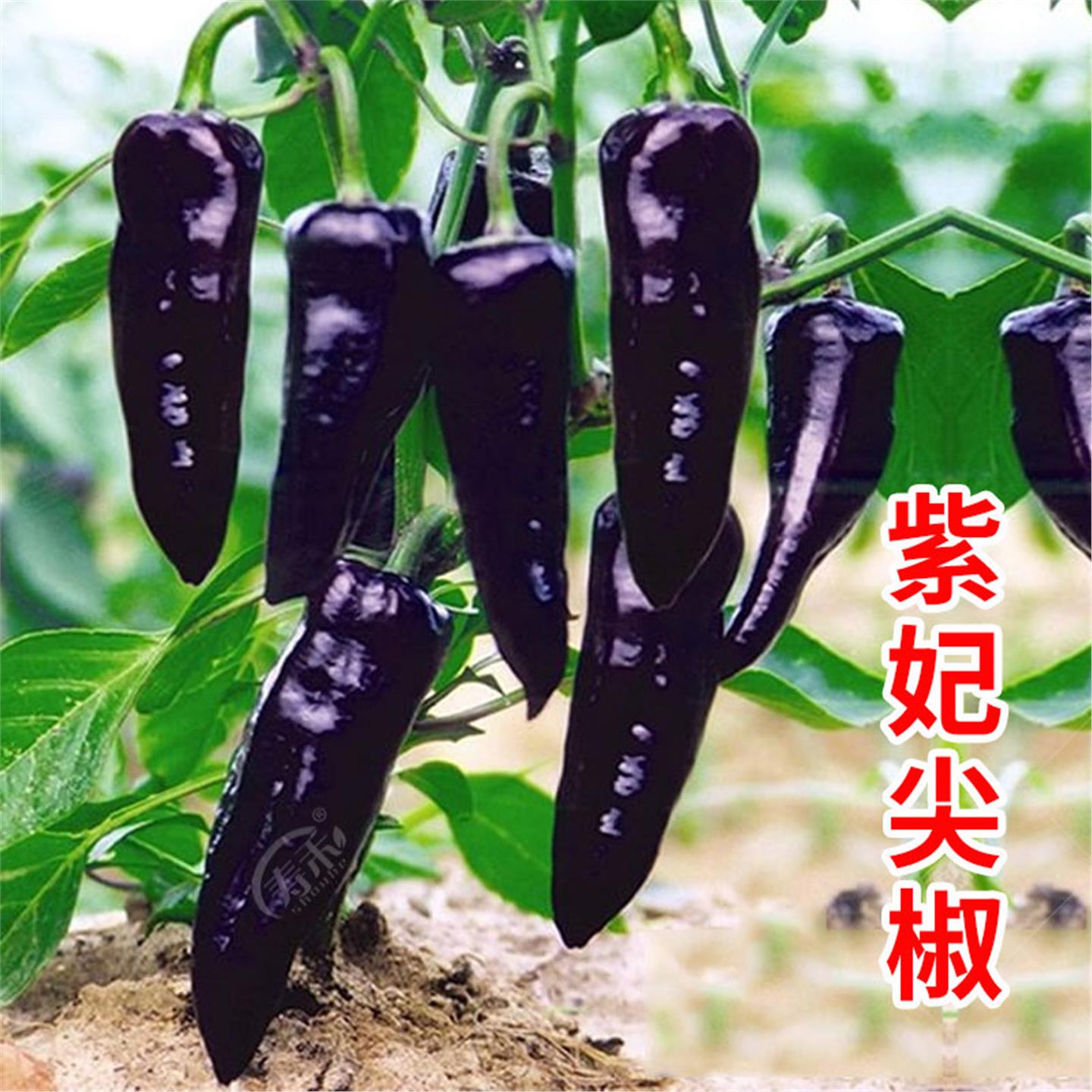 紫妃尖椒种子黑色彩苗辣高