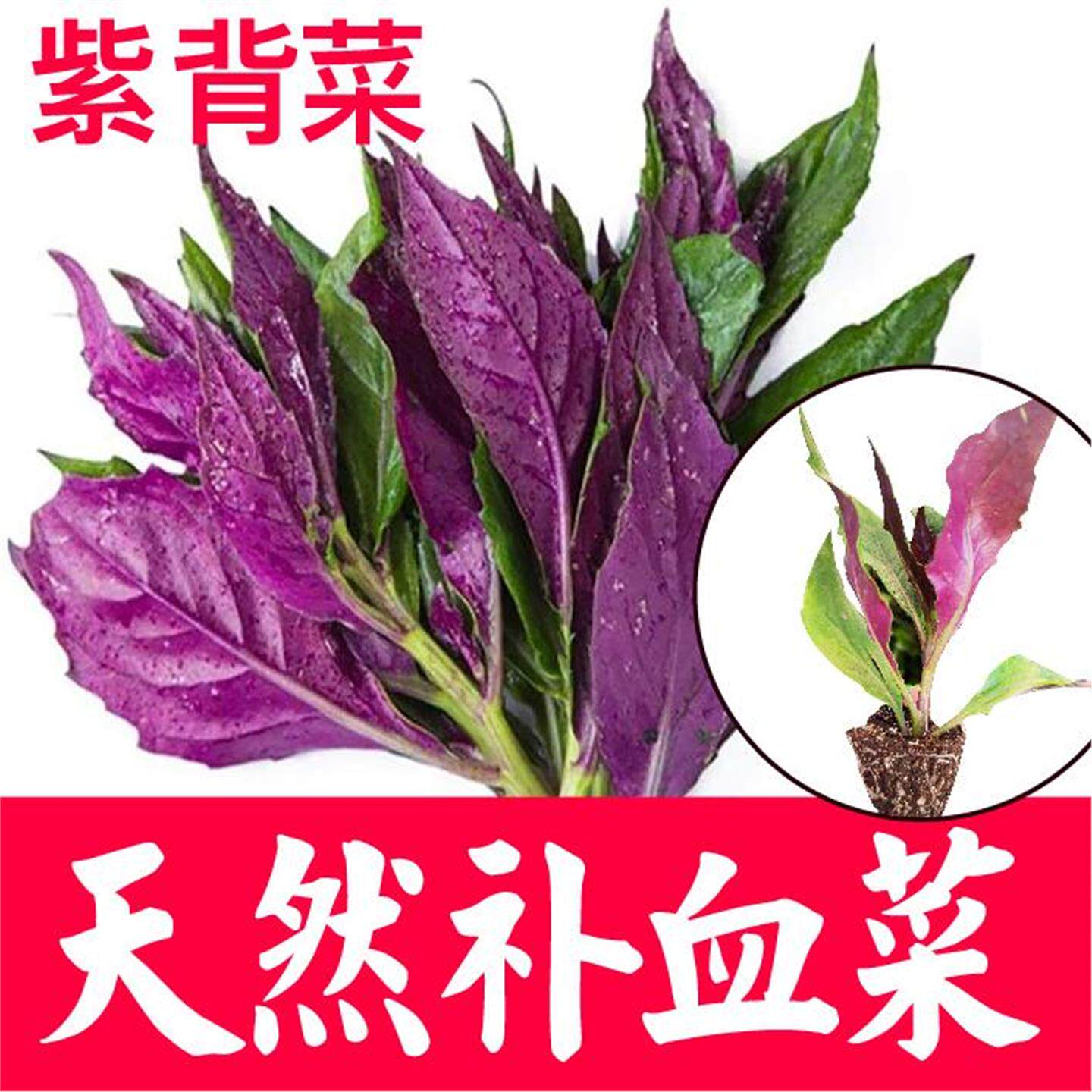 紫背菜苗天葵种观音秧血皮