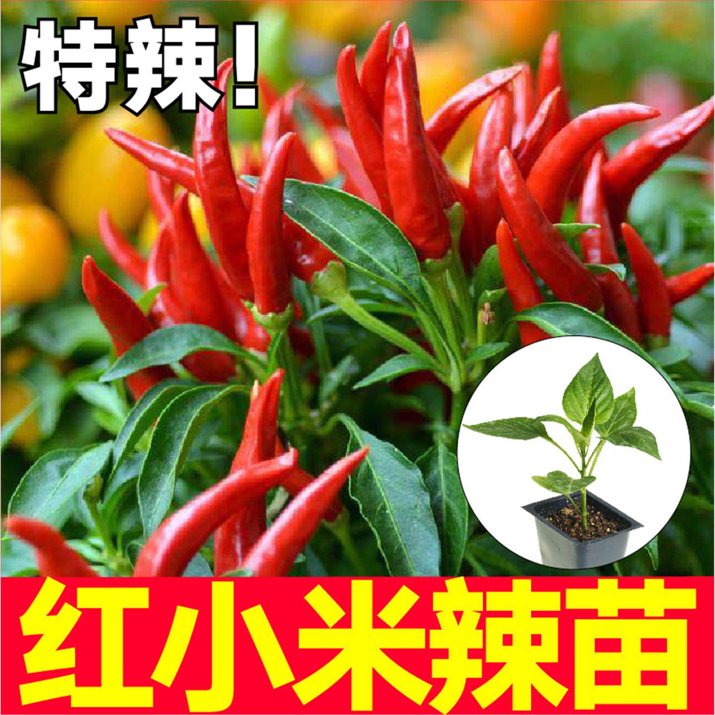 超辣红小米椒苗秧带土球簇
