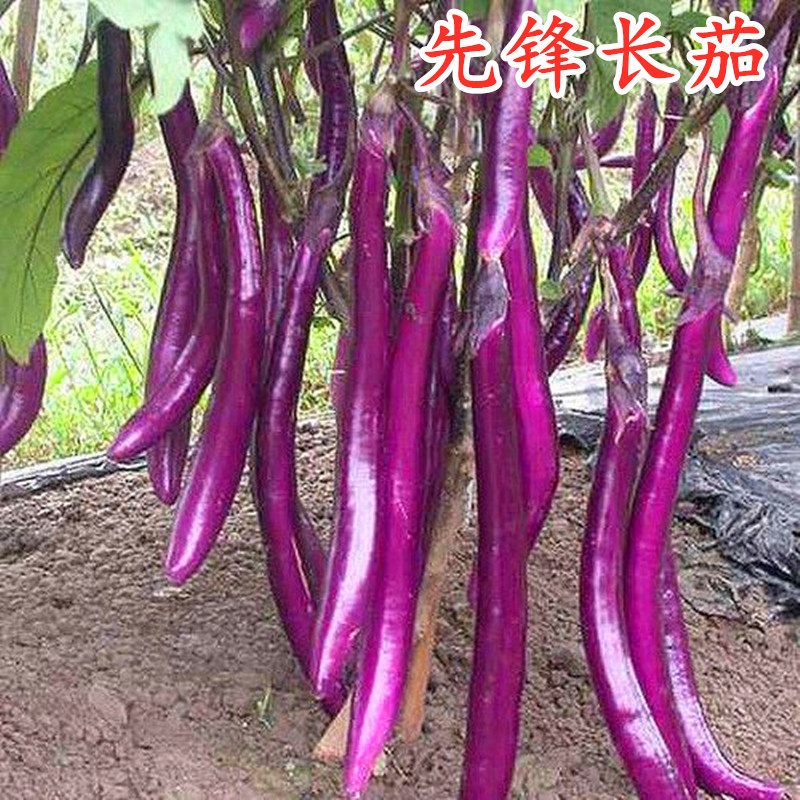 线茄种子杭长籽嫁接苗紫红