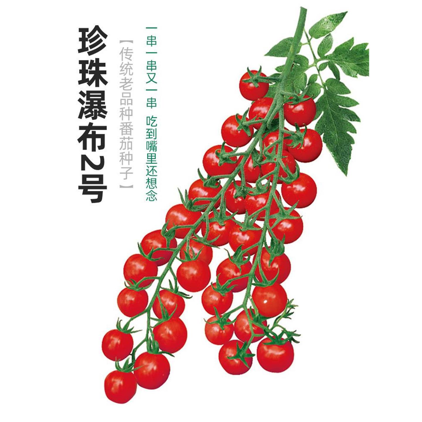 珍珠瀑布小番茄种子籽孑圣