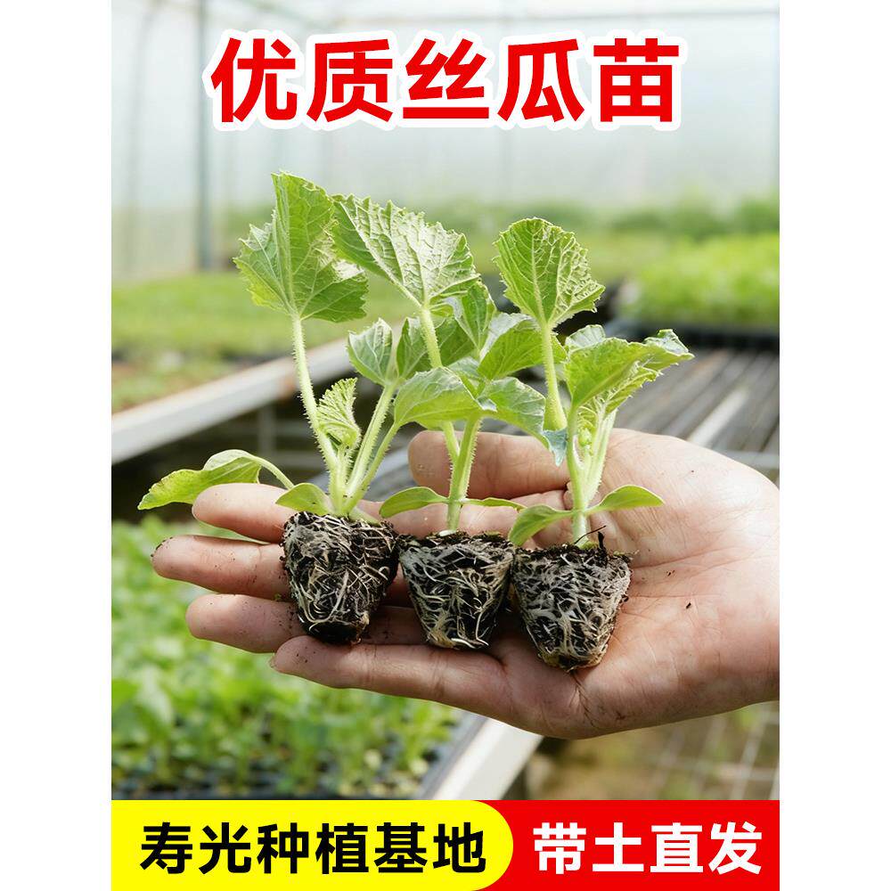 肉丝瓜苗带土嫁接大号四季