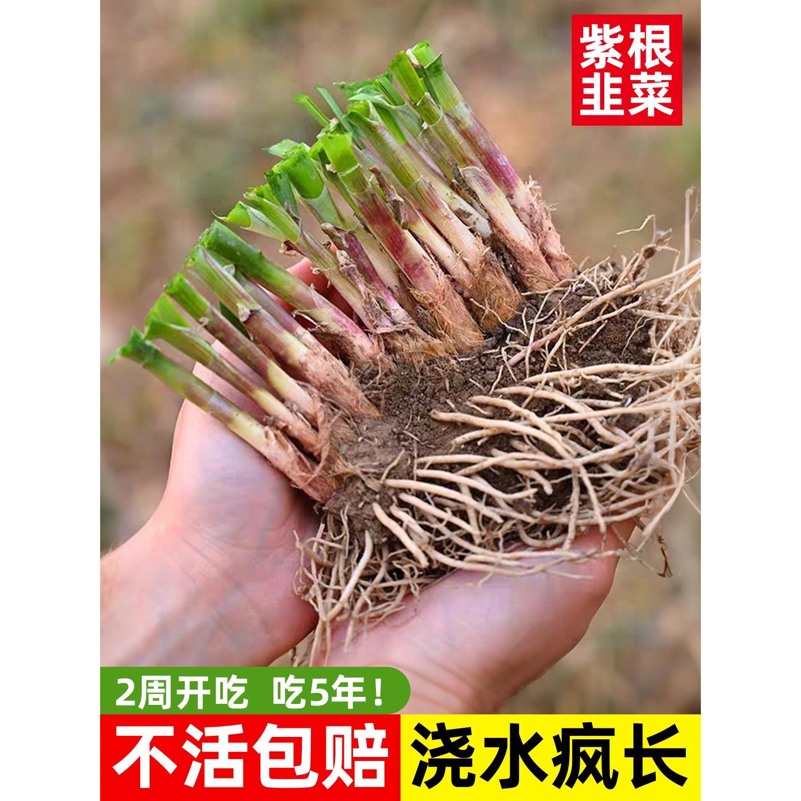 四季带土现挖韭菜宽叶根苗