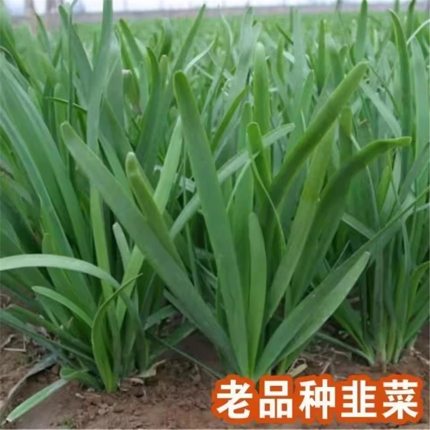 宽叶韭菜种子雪籽根四季不