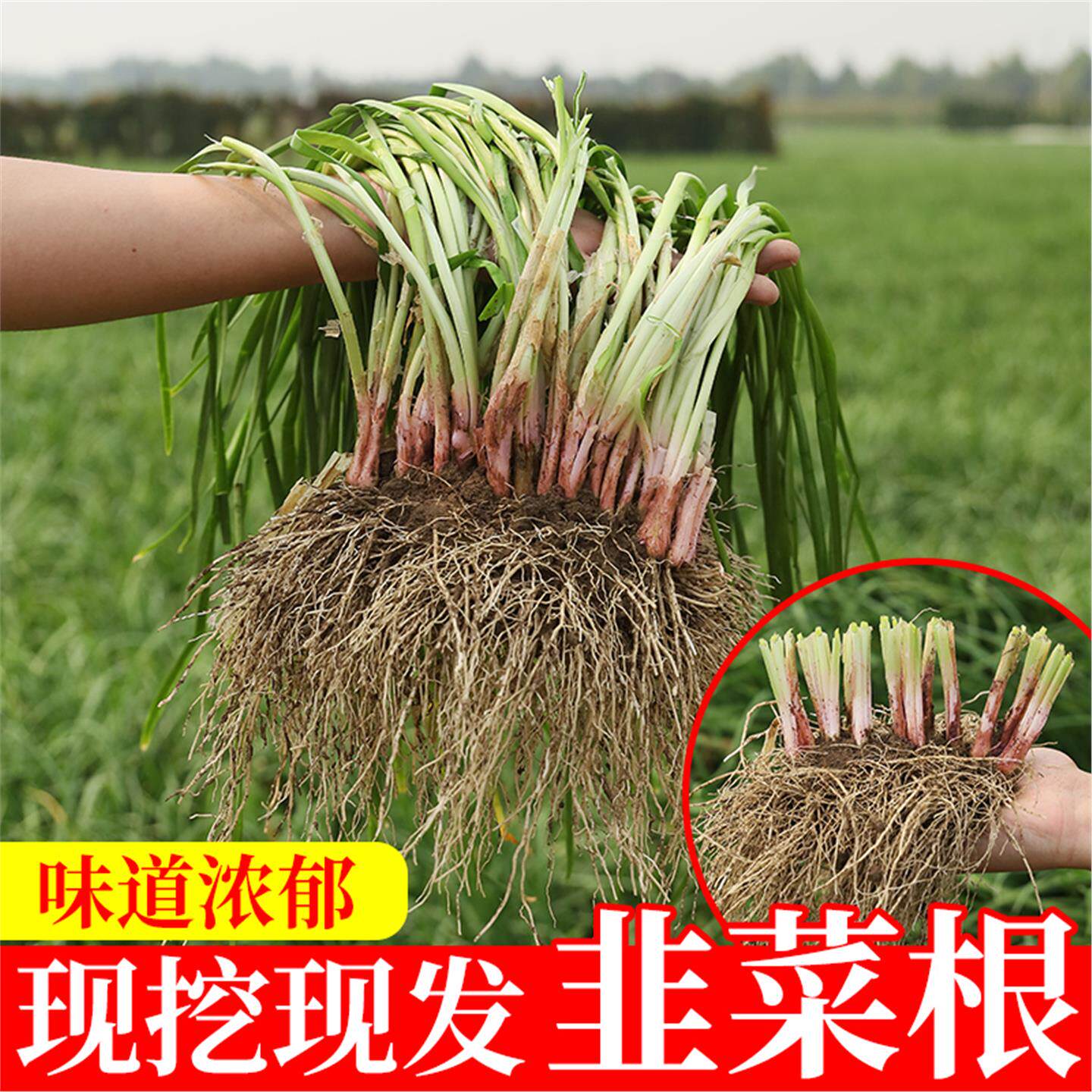 新现挖韭菜红根紫种子苗四