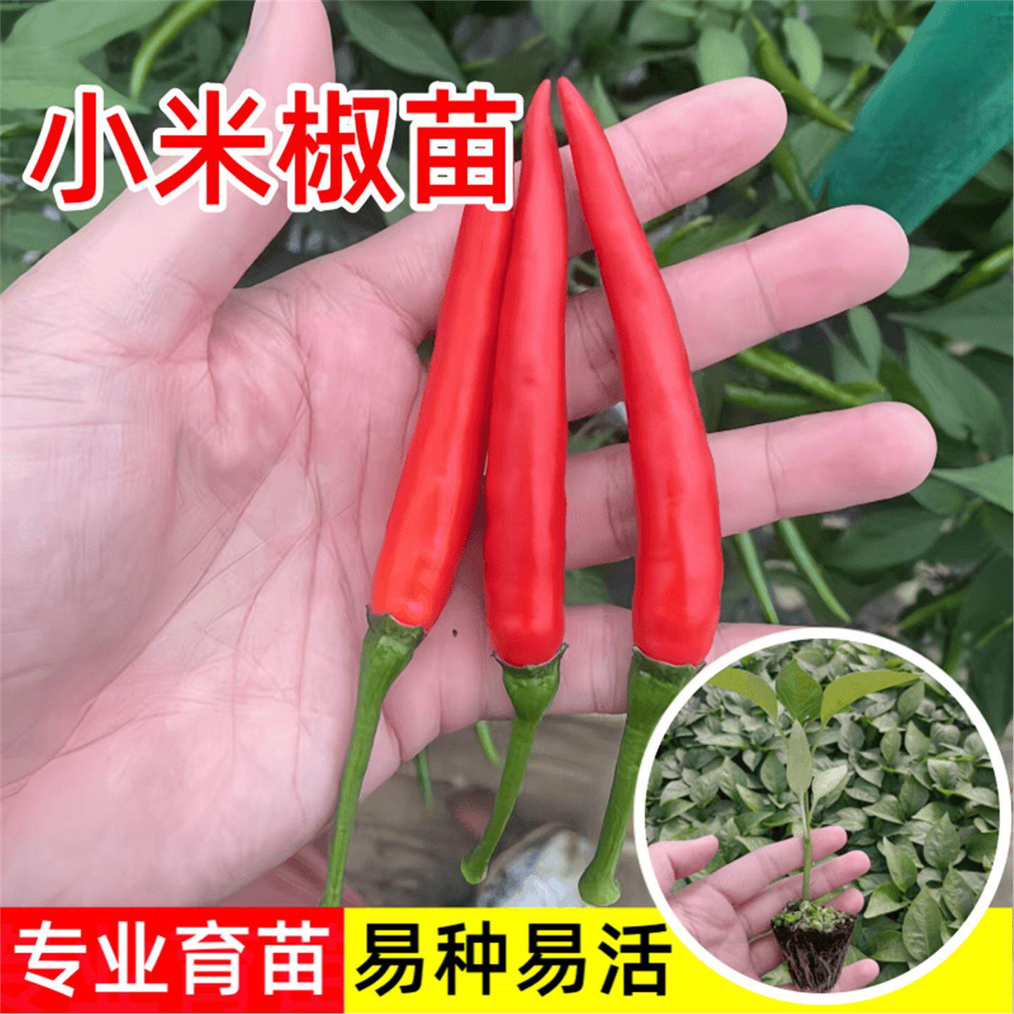 超辣小米椒苗秧朝天种籽子