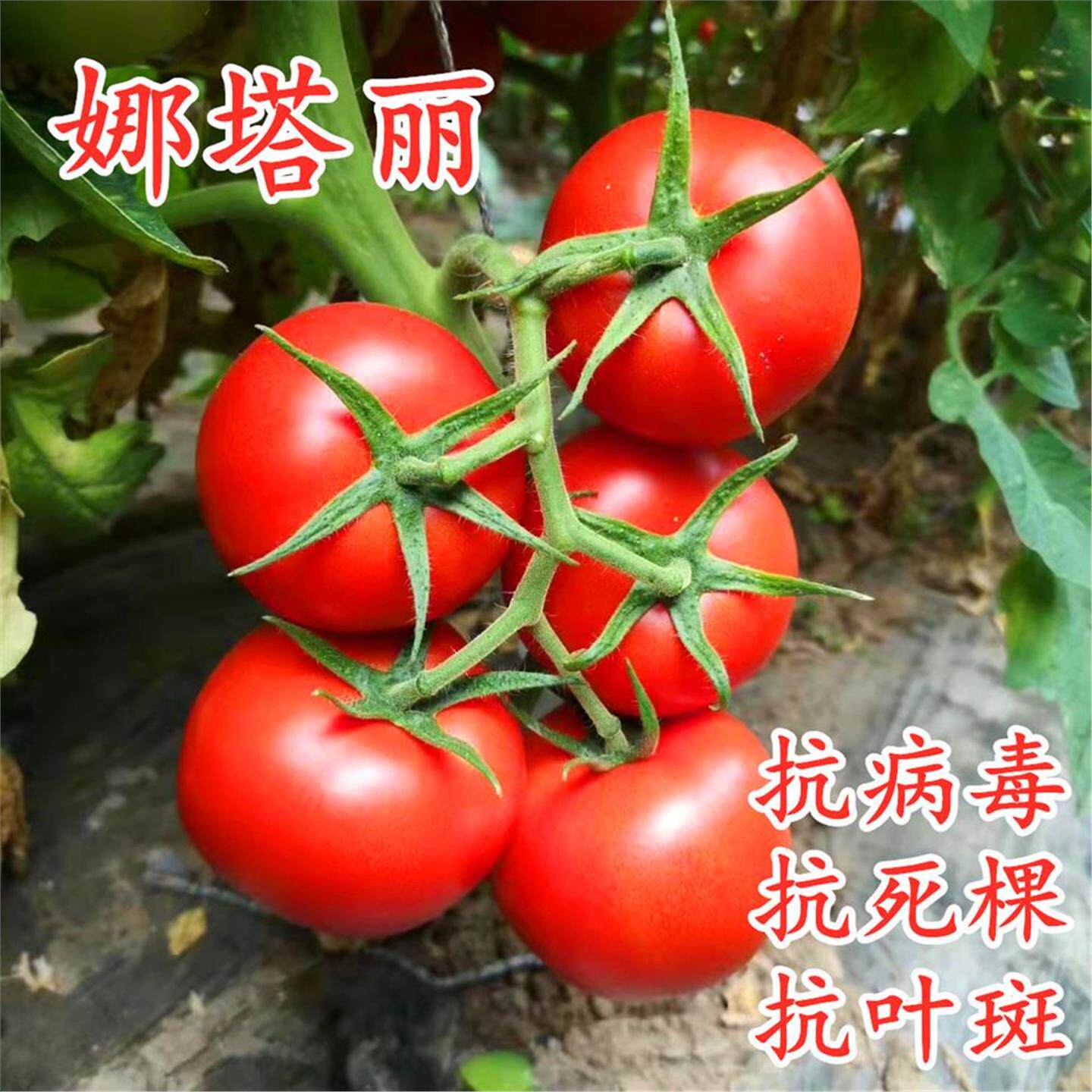红果番茄种子大西柿籽石头
