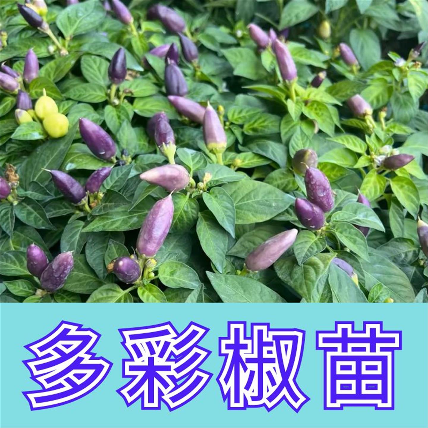 多彩小尖椒苗观赏五六七泡