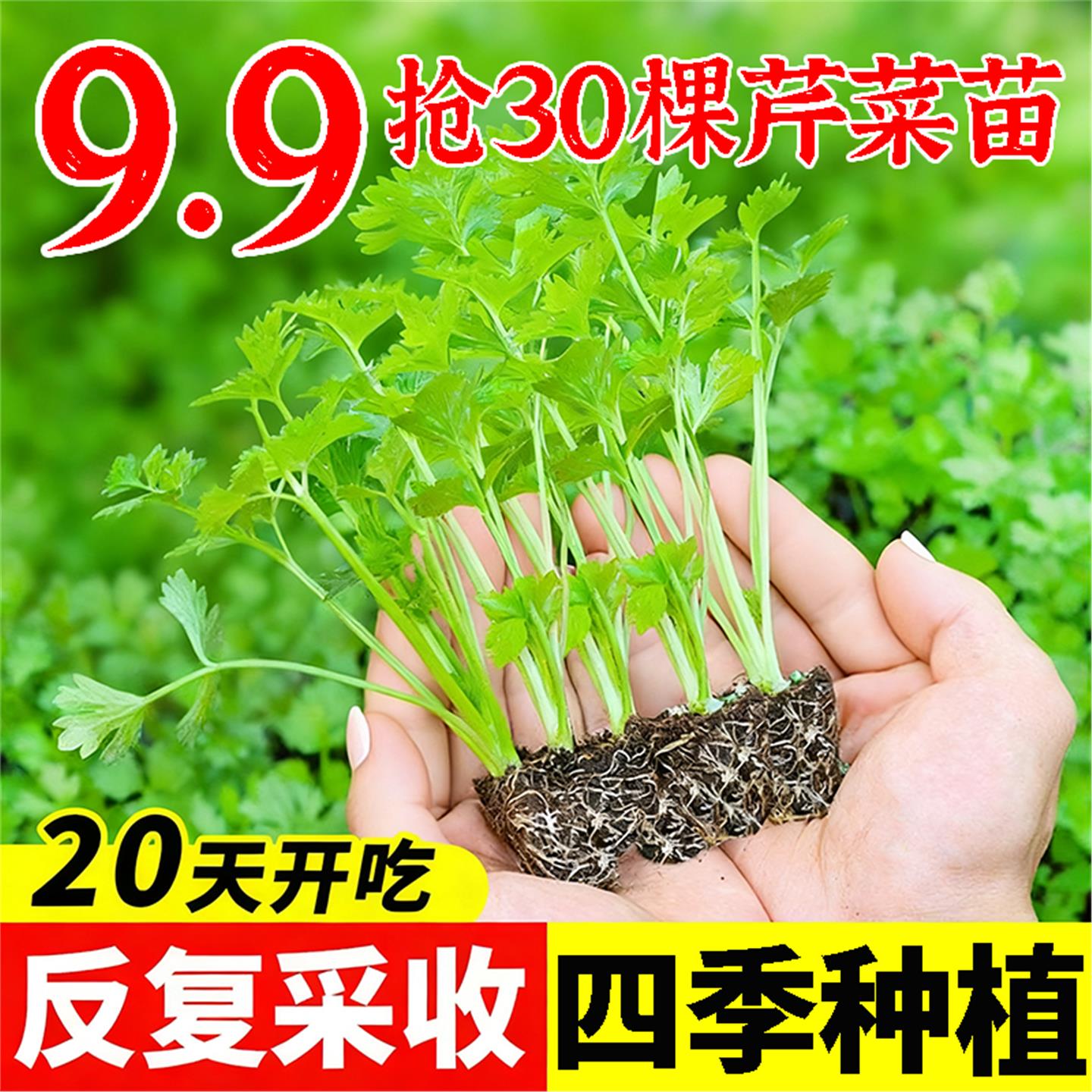 四季水果小香芹菜苗秧大耐