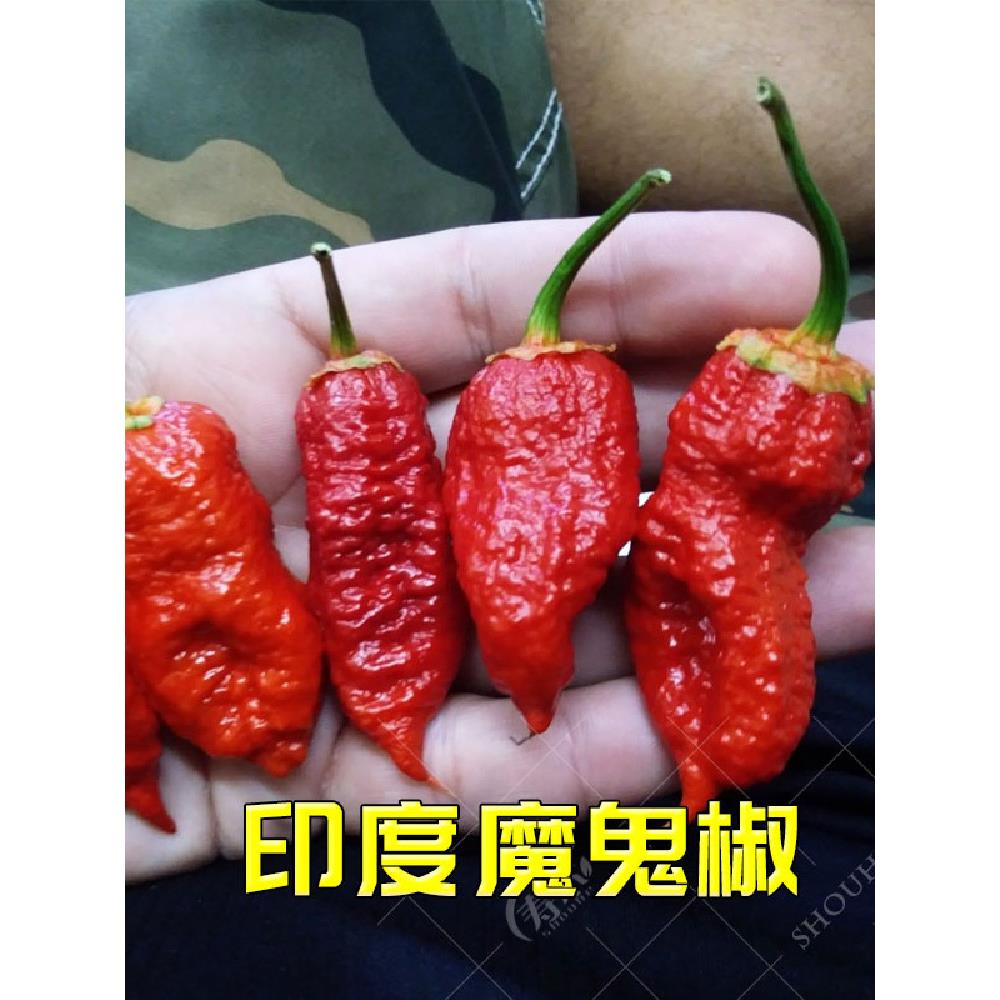 印度魔鬼椒辣苗秧龙息特四