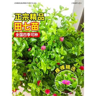 可食用田七苗秧苗种植苗材苗盆栽秋冬蔬菜苗养生保健菜易种