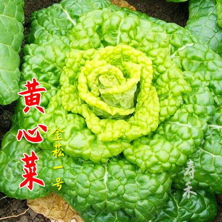 乌塌菜黄心种子籽雪里金花