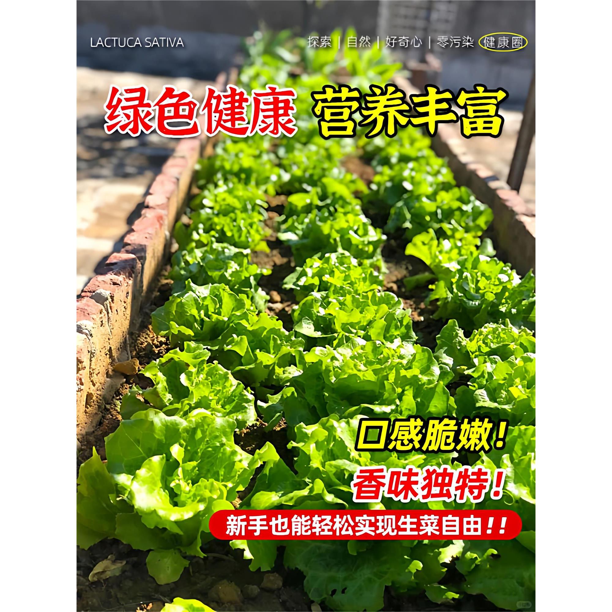 奶油生菜苗秧带土秋冬意大