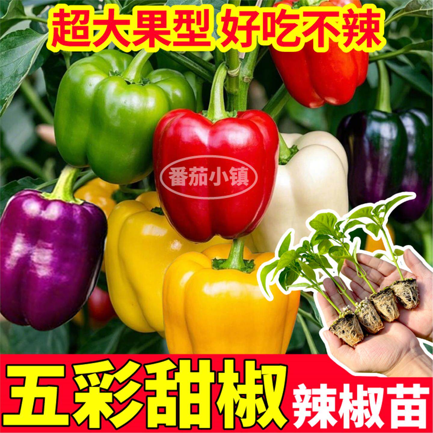 超大果五彩甜椒辣苗秧四季
