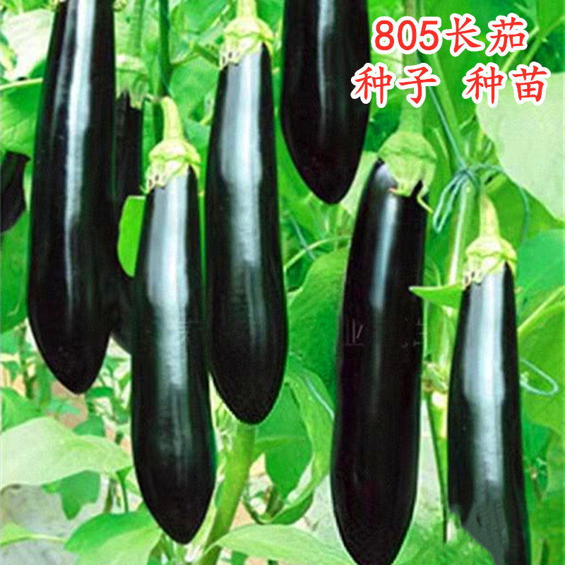 绿萼把茄子种紫黑色长籽嫁