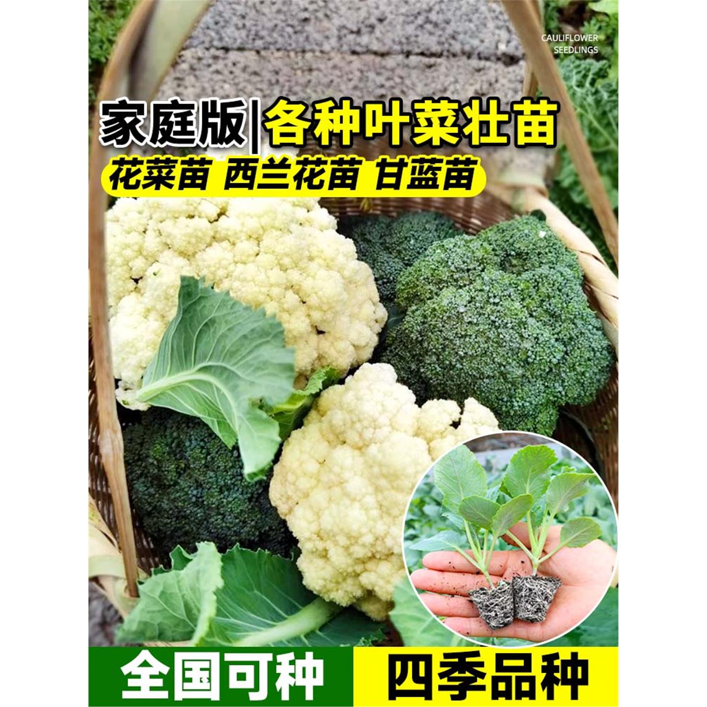 寿光花菜苗秧青梗松蔬西兰