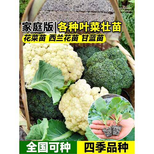 寿光花菜苗秧青梗松蔬西兰