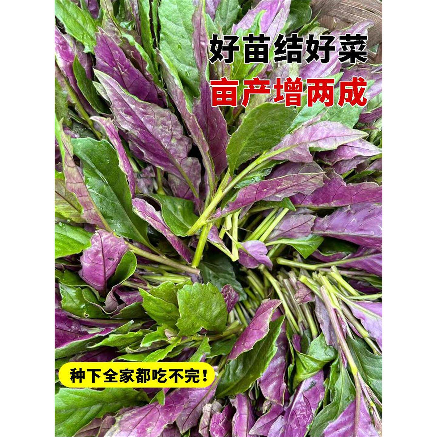 紫背天葵苗秧苗紫贝菜苗天然菜四川观音菜苗秋冬蔬菜苗