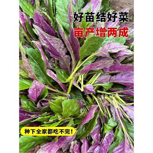 紫背天葵苗秧贝菜然四川观