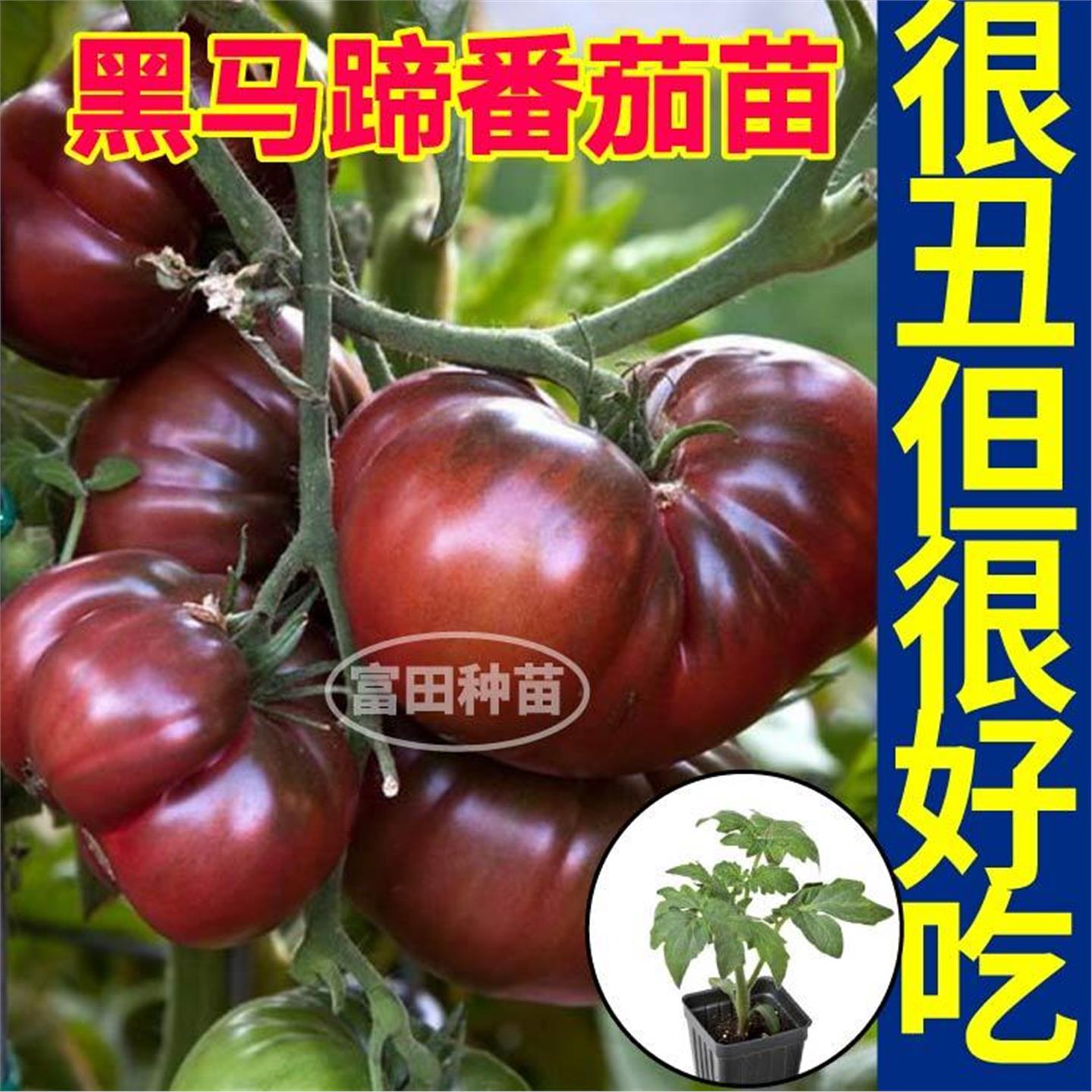 寿光黑马蹄番茄苗秧种子丑