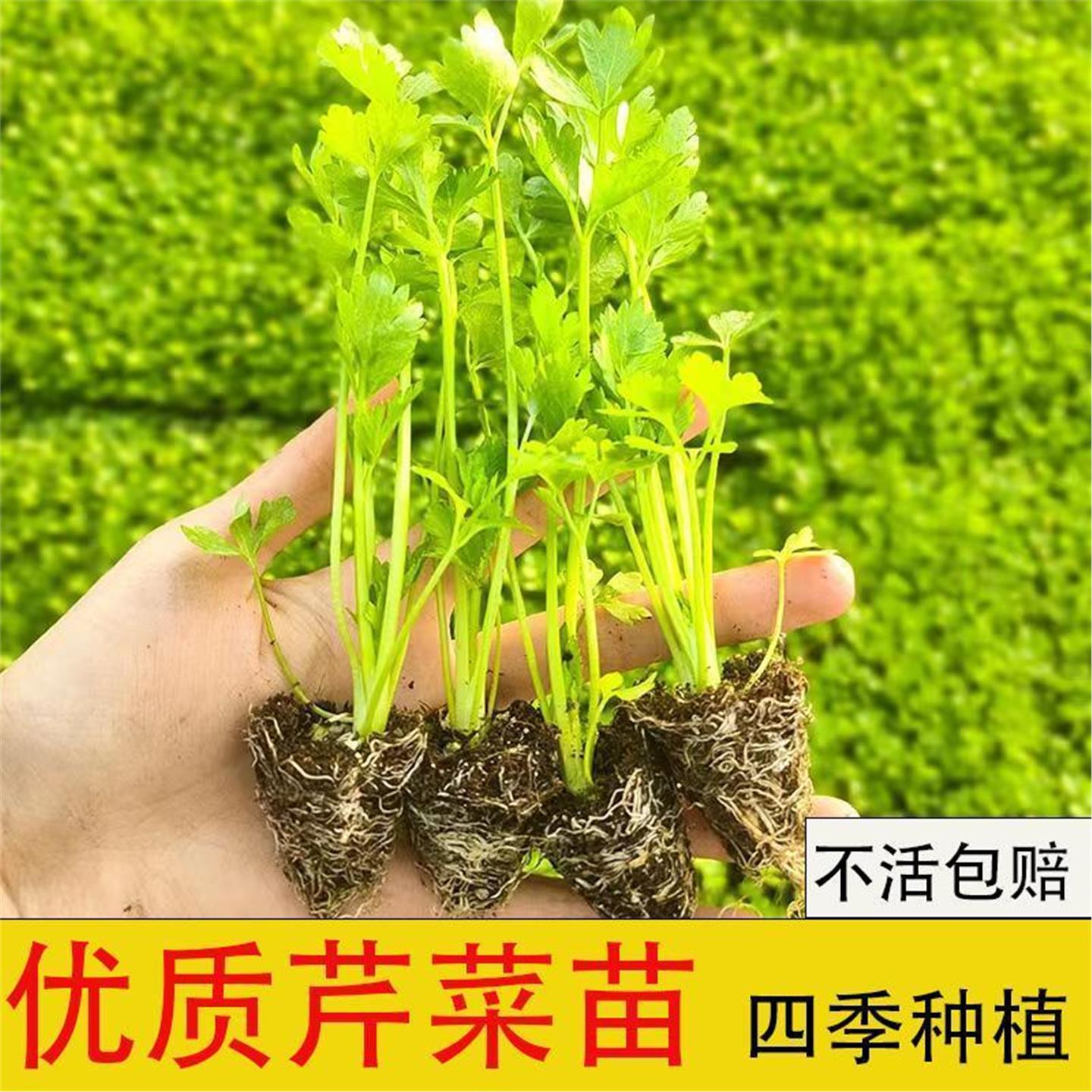 【48小时发货】芹菜苗香皇