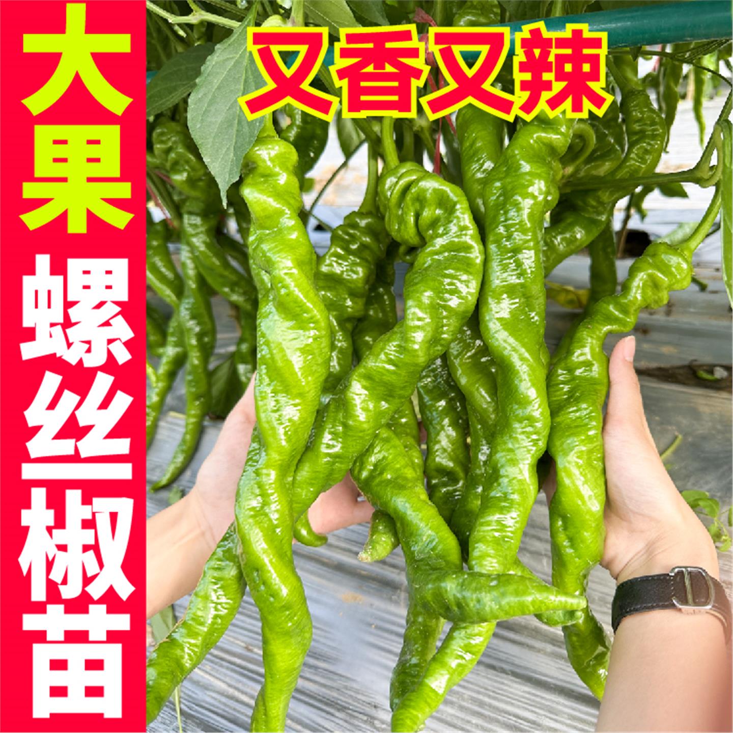 寿光香辣大果螺丝椒秧苗带
