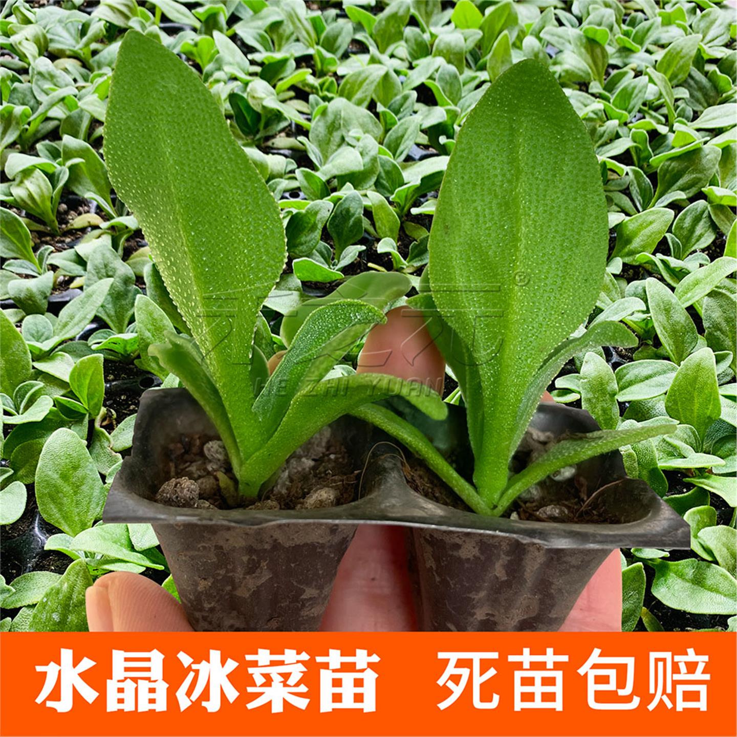 冰菜苗盆栽蔬种籽草子春季