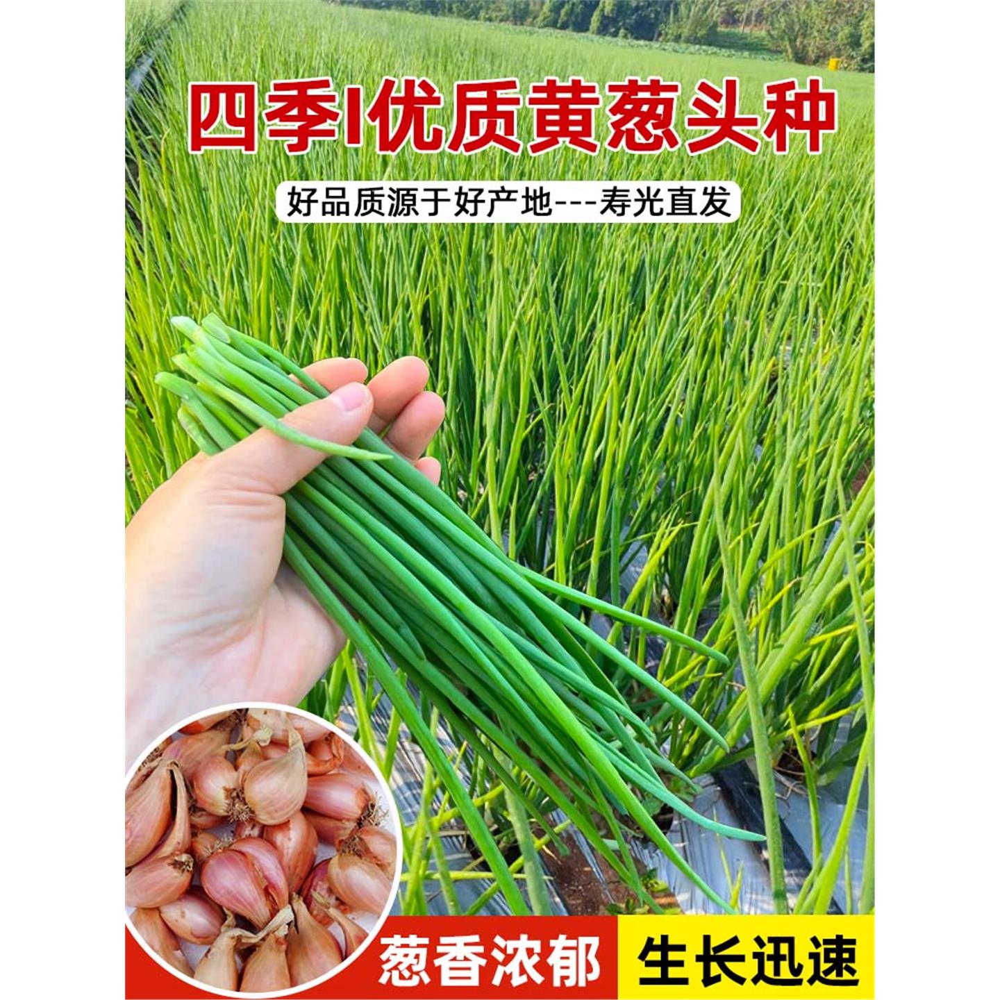 黄葱头种新鲜四季小香苗火