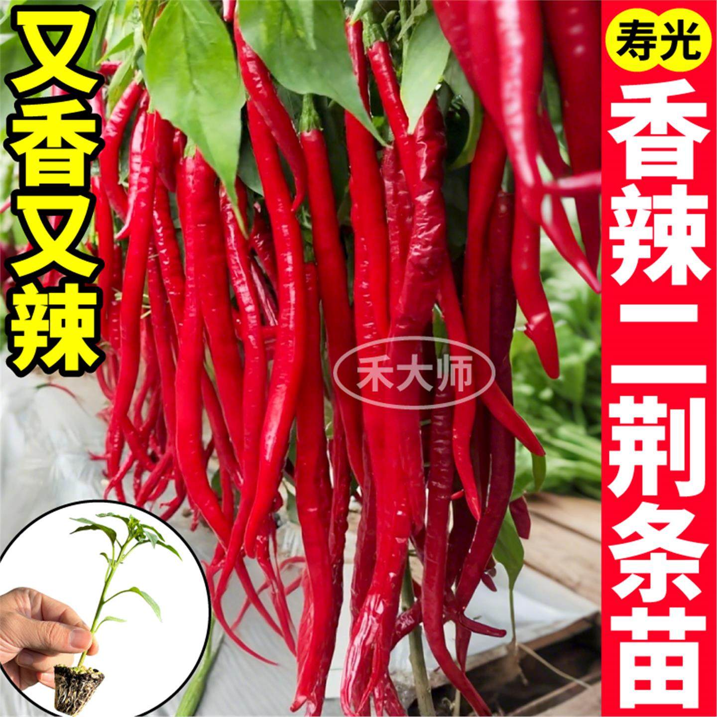 香辣二荆条苗秧带土球四季
