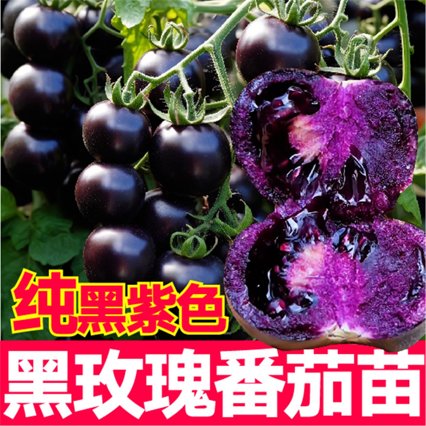 纯黑紫色玫瑰番茄秧苗带土
