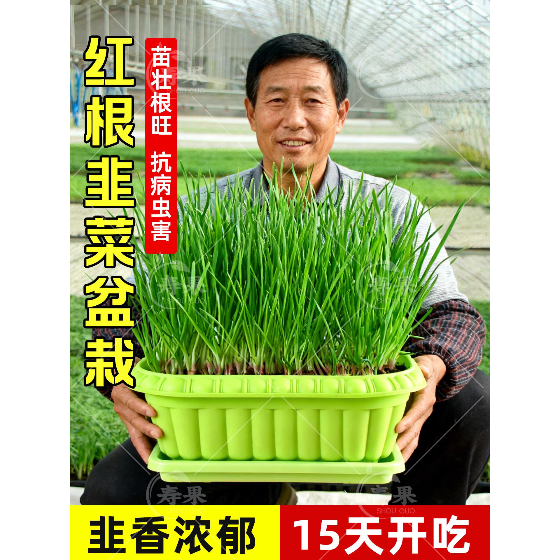 现挖新韭菜根苗香小叶本土