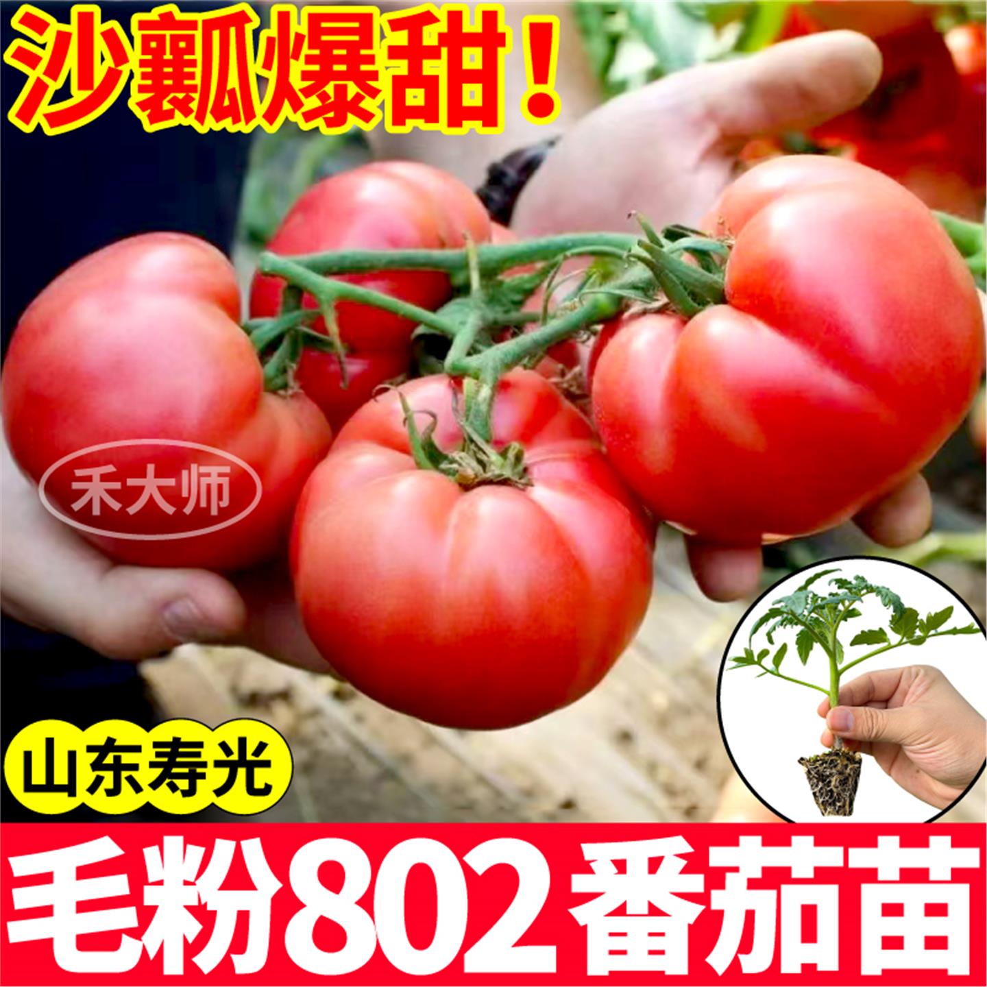 沙瓤大果毛粉802番茄苗秧
