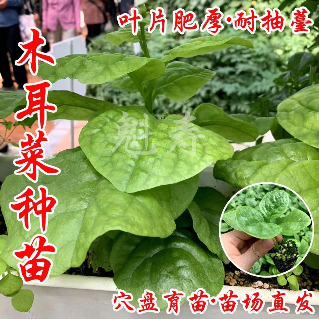 大叶木耳菜种子小青阳台盆