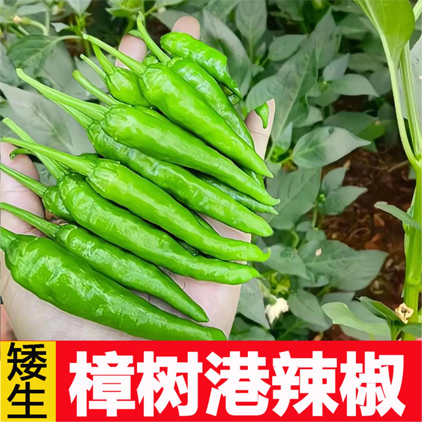 樟树港辣椒种子大全老品苗