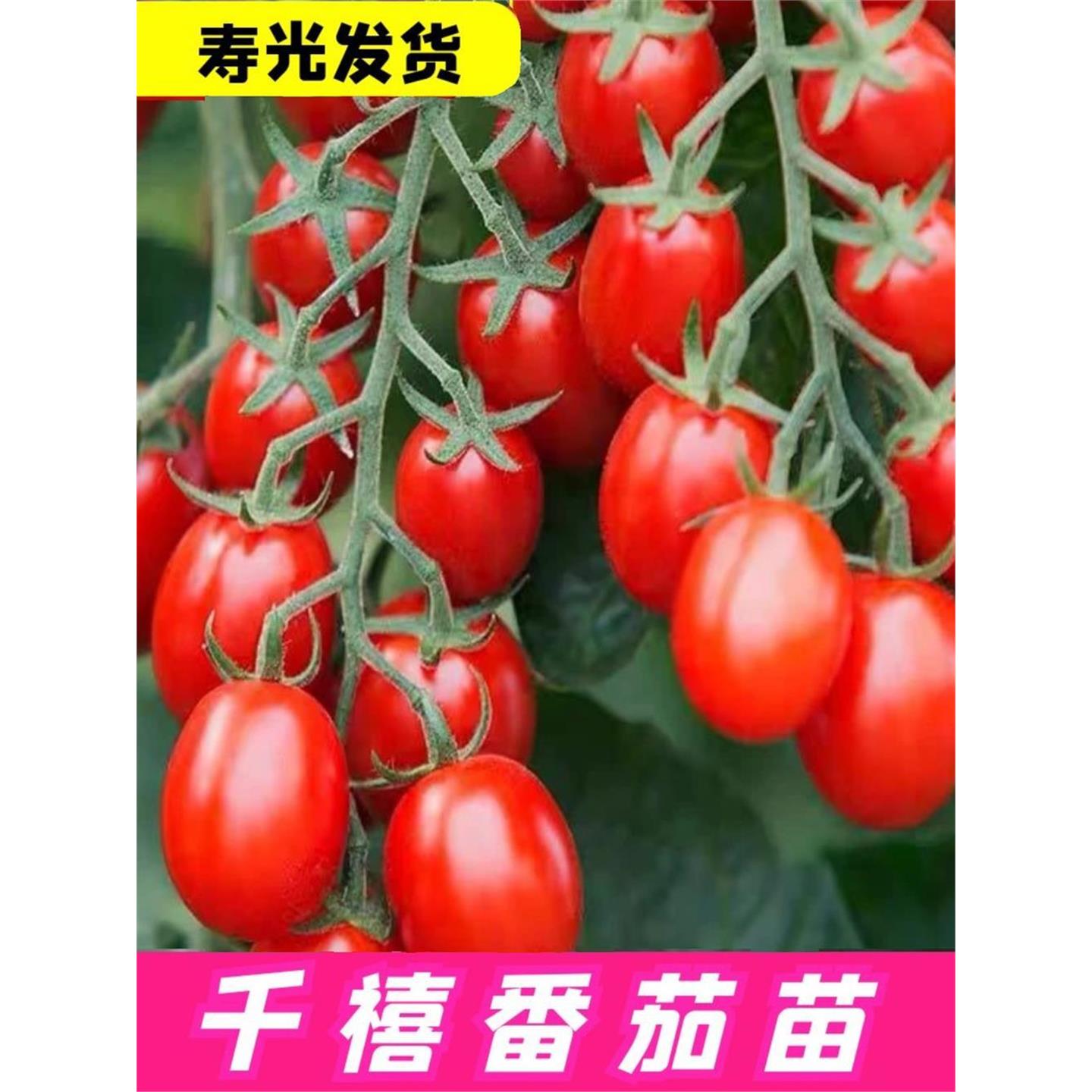 千禧圣女果种子小番茄四季图片