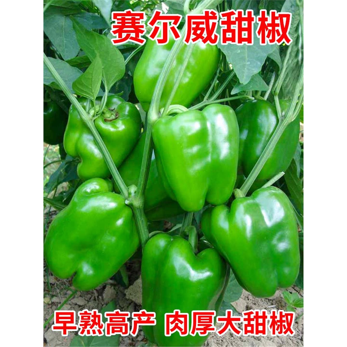 甜椒种子苗秧青籽孑辣圆彩