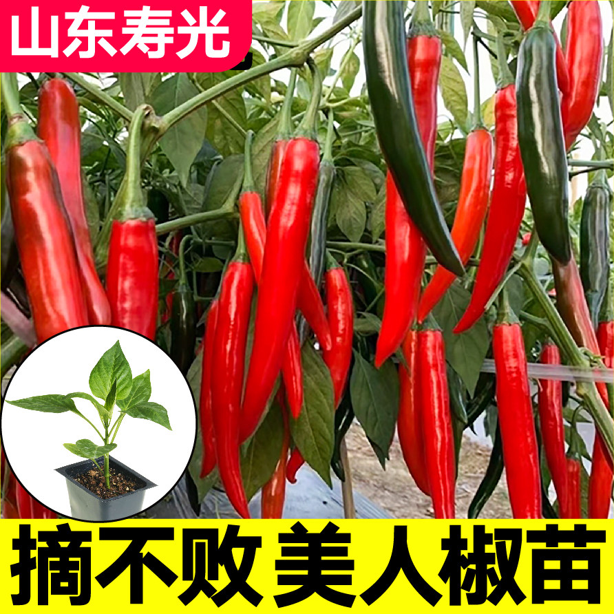 摘不败香辣美人椒秧苗幼四